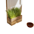 Organic Cat Grass Growing Kit with Planter